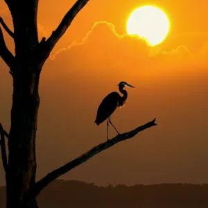 Heron at Sunset