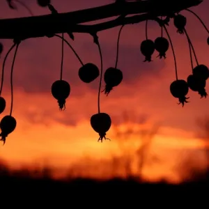 Crabapple Silhouettes