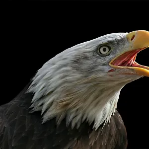 Screaming Eagle
