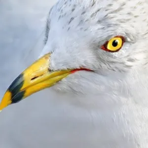 Yellow Beak and Sleek