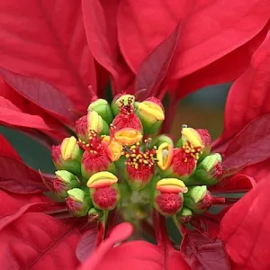 Poinsettia Heart