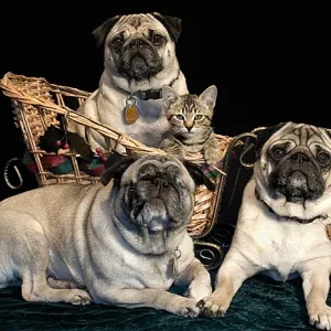 Pawsing for the Holidays