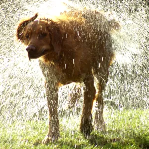 Labrador Shower