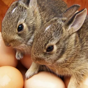 Country Bunnies