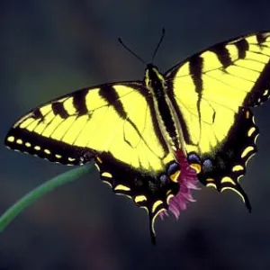Tiger Swallowtail