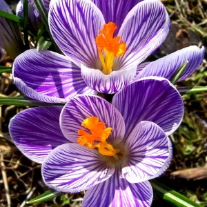 Crocus Cheer