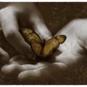 The Butterfly Effect