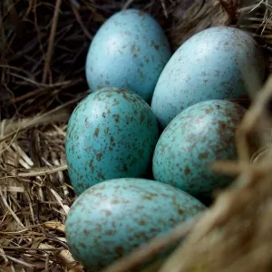 The Blackbird's Secret