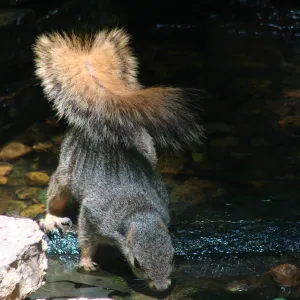 Stopping for a Drink