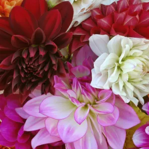 Dahlia Collection