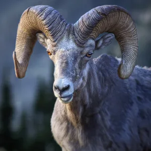 Ram