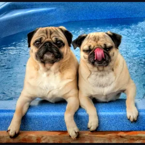 Hot Tub Pugs