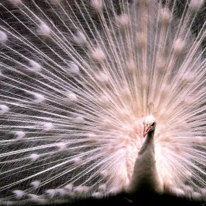 Peacock Fireworks