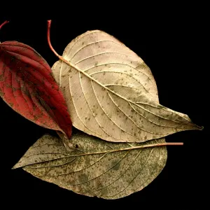 Three Fall Leaves