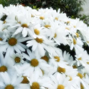 Mum's - Autumn's Daisies