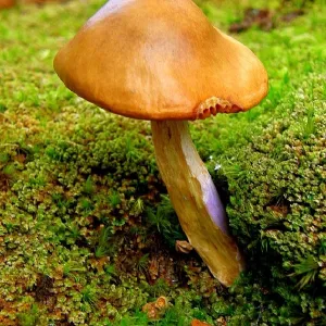 Toadstool and Friend