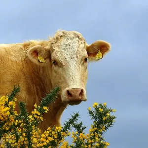 A Happy Cow!
