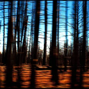 Burnt Trees at 60 mph
