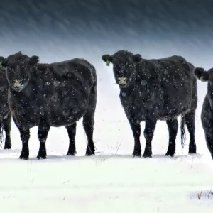 Samaria, Id, Bowling Team