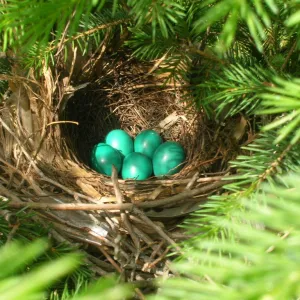 Robin Eggs