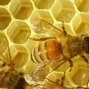 Don't Worry Bee Happy 