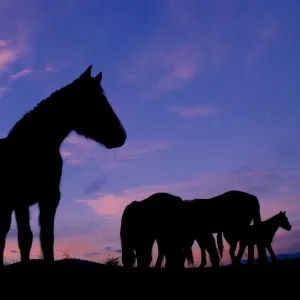 Sunset at Coyote Springs 