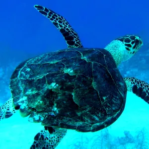 Turtle off Cayman Brac