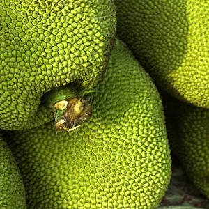 Green Jack Fruit