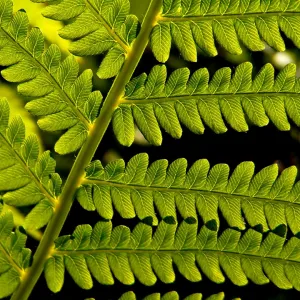 Backlit Fern