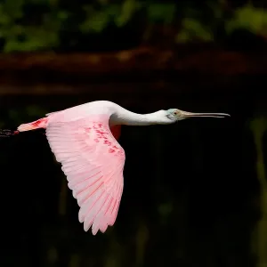 Flight of The Spoonbill