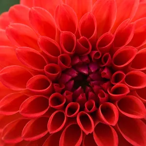 Red is Always Striking