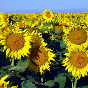 Sunflowers