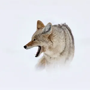 Winter Coyote