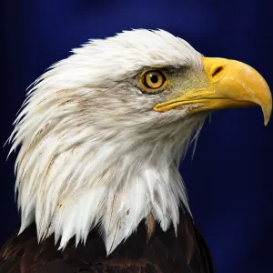 An American Portrait