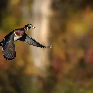 Wood Duck In-Flight