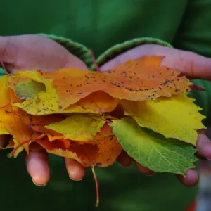 Colors of the Season