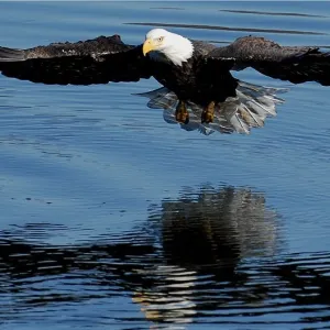 Bald Eagle 'Fishin'