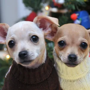 America's Next Top Models