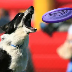 Frisbee Dog