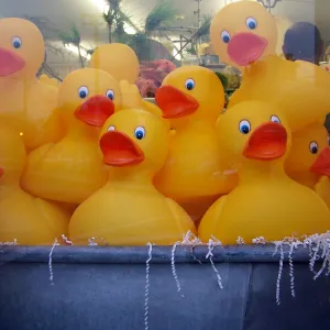 Cape May NJ Duck Club