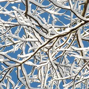 Snow on Bare Branches