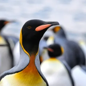 Take Us To Your Leader