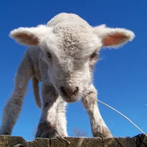 Spring Lamb
