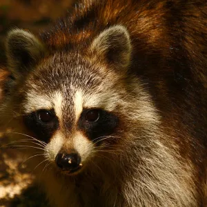Raccoon