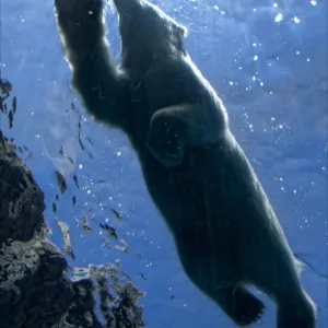 Polar Bear Swim