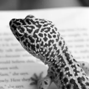 Book Lizard