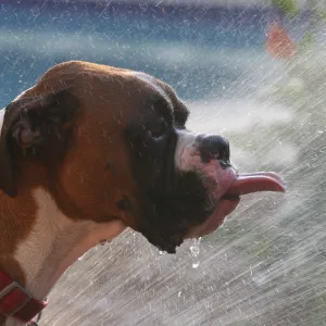 A Cool Drink on a Hot Day