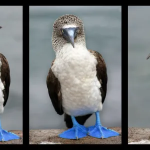 Blue-footed Booby