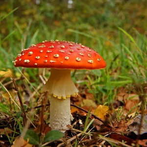 Fly Agaric