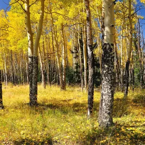 Colorado Aspen Gold